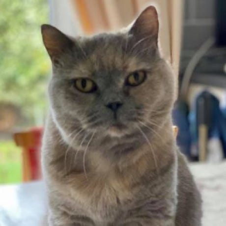 Cat Visits and Pet Feeding in Sittingbourne, Kent