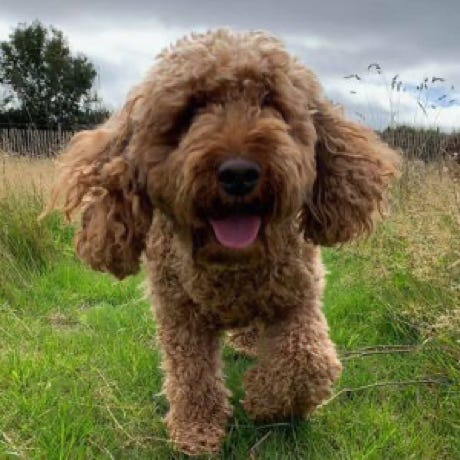 Dog Walking and Dog Walker in Sittingbourne, Kent