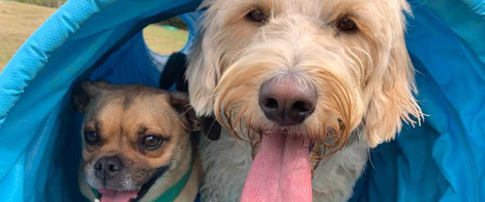 Dog Walking, Cat Sitting, Home Pet Visits, Feeding, based around Sittingbourne in Kent. We have been established since 2006 and can offer a highly reliable and experienced service.